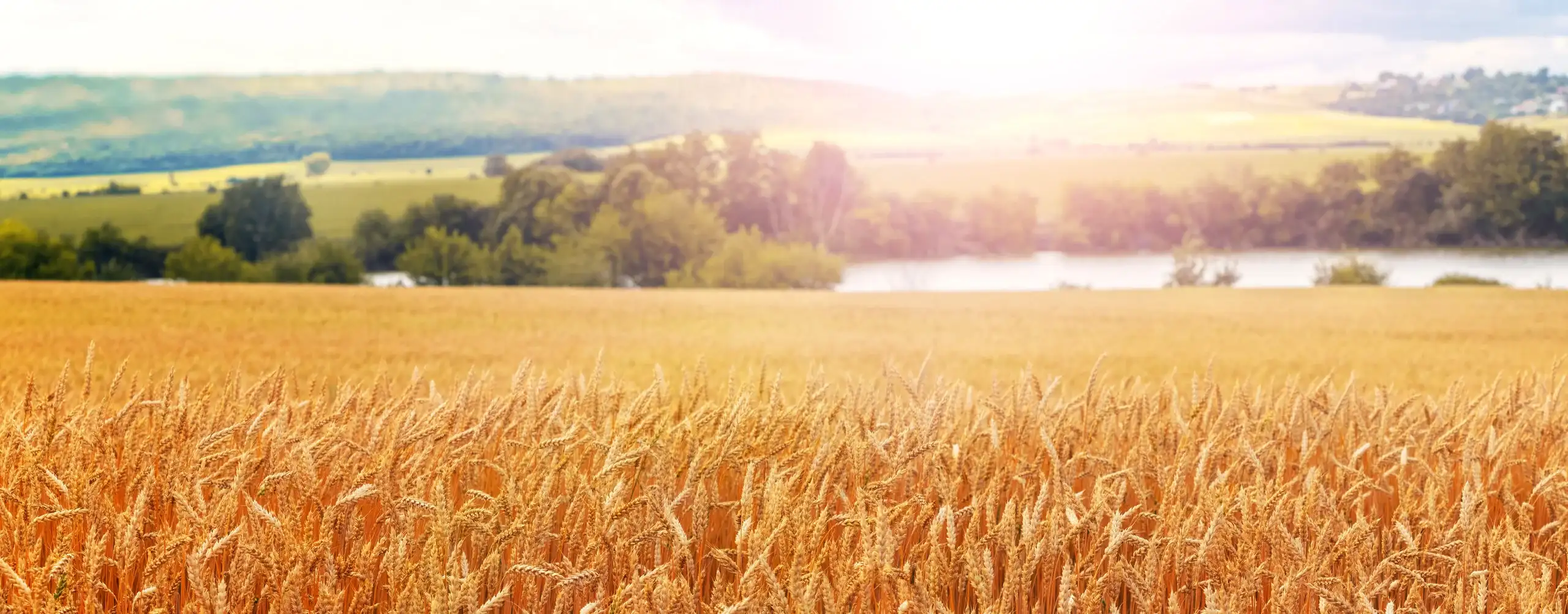 Polskie pola uprawne — gospodarstwo korzystające z nawozów Bluebird Fertilizers